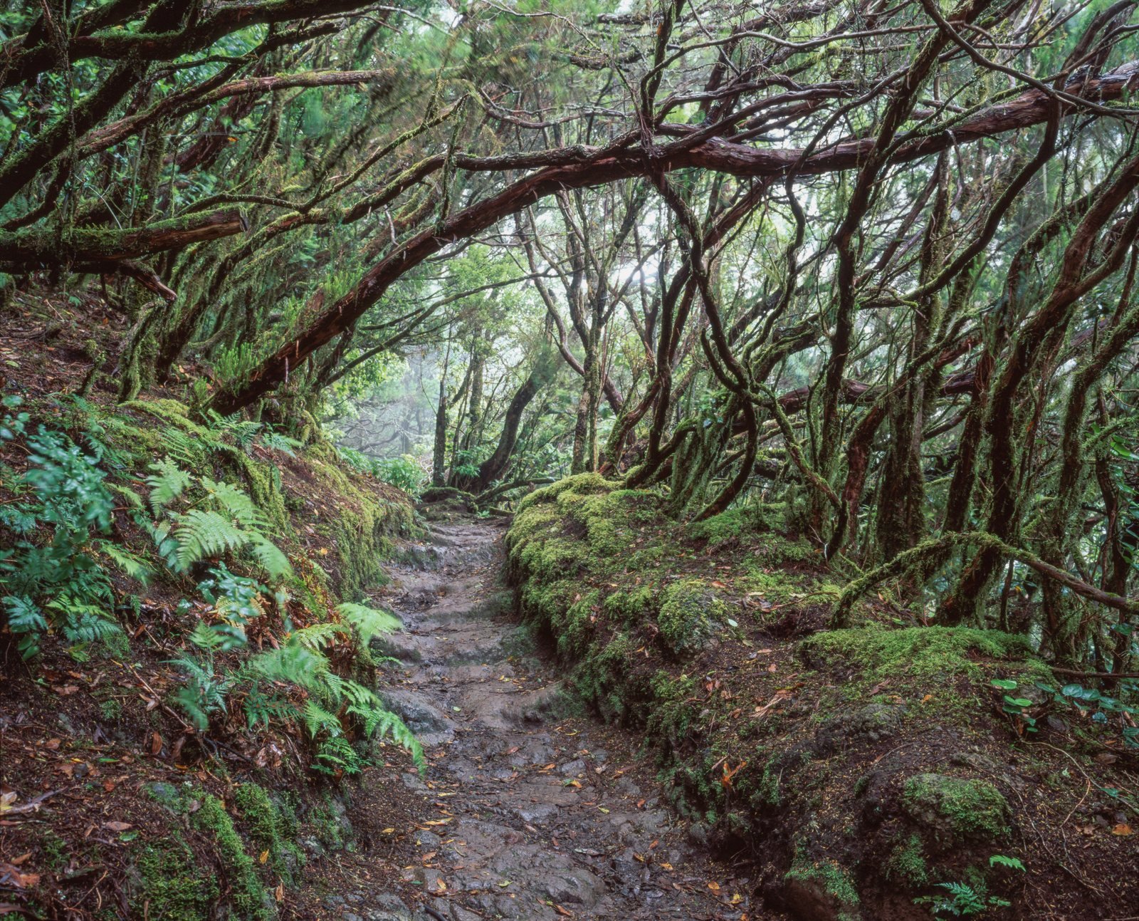 Hiking path among ferns and laurel trees in Anaga, Tenerife